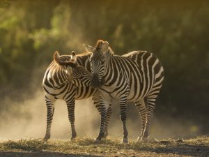 9 Days Luxury Family Retreat