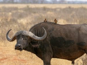 10 Days African Odyssey