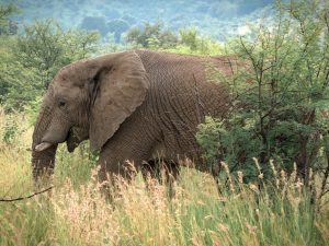 10 Days Premier Bush & Beach