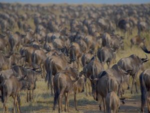 10 Days Luxury Savannah Expedition