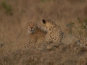 10 Days Premier Wilderness